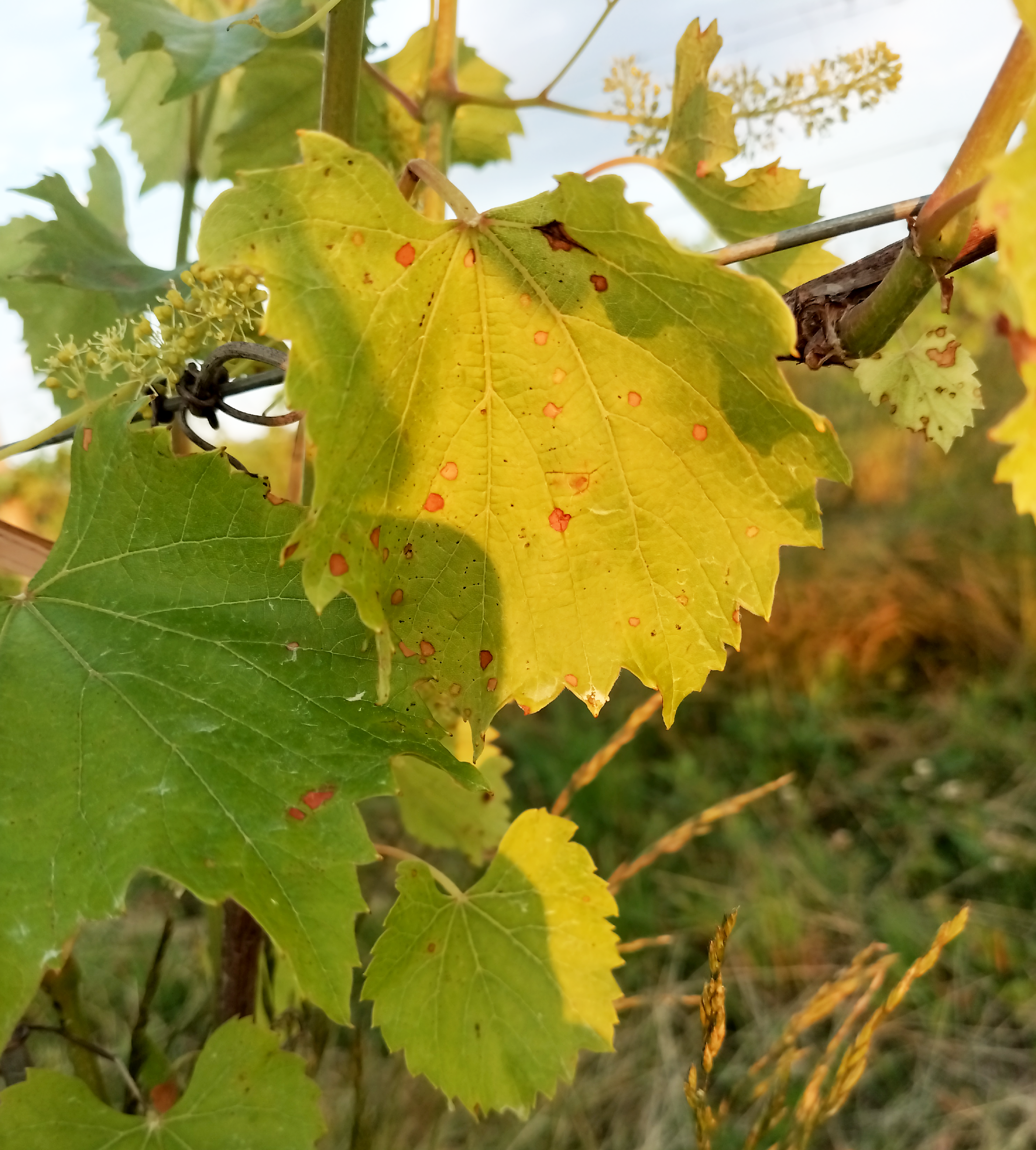 Black rot spots on a leaf.